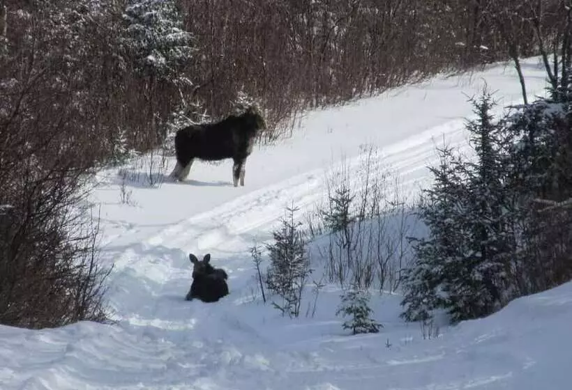 Hotelli Ladd Pond Cabins And Campground, Llc