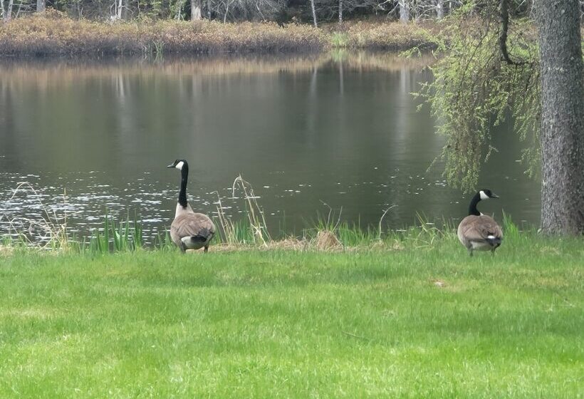 酒店 Ladd Pond Cabins And Campground, Llc