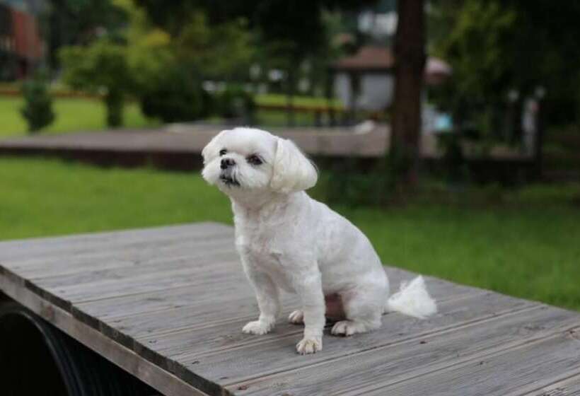 بنسيون Gapyeong Tree House