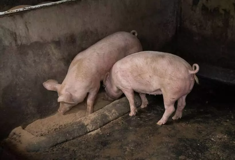 فندق Rancho Margot   All Meals Included