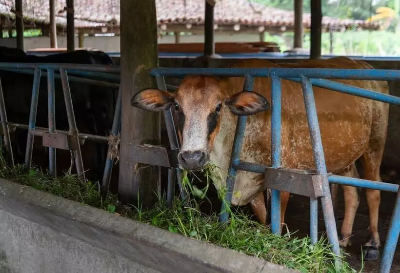 فندق Rancho Margot   All Meals Included