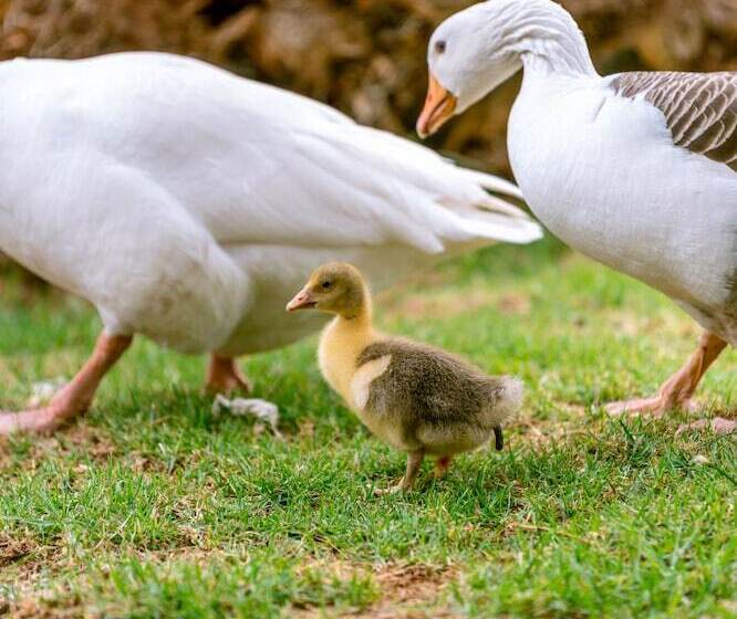 בית מלון כפרי Naturaleza Vertientes De Elqui