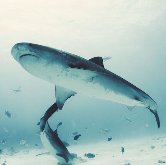 هتل Ataraxis Grand And Spa