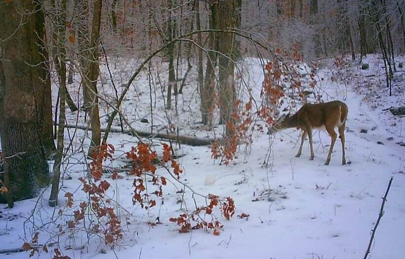 Hickory Hill Cabin Rentals