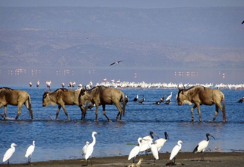 فندق Africa Safari Lake Natron Camping