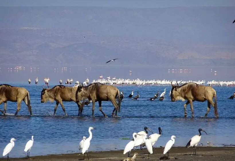 Hotelli Africa Safari Lake Natron Camping
