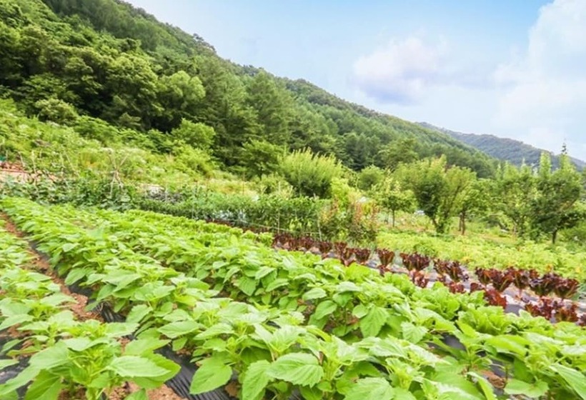 Danyang Sanmaru Pension