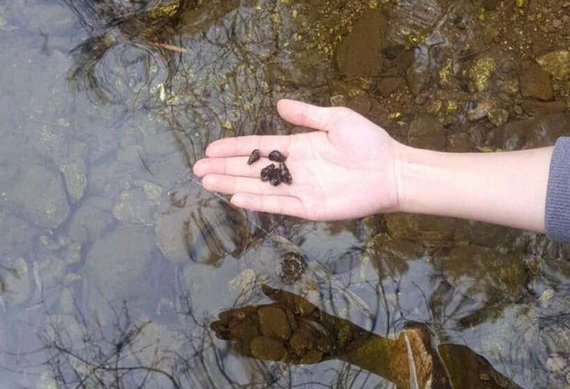 Gapyeong Attirance Pension