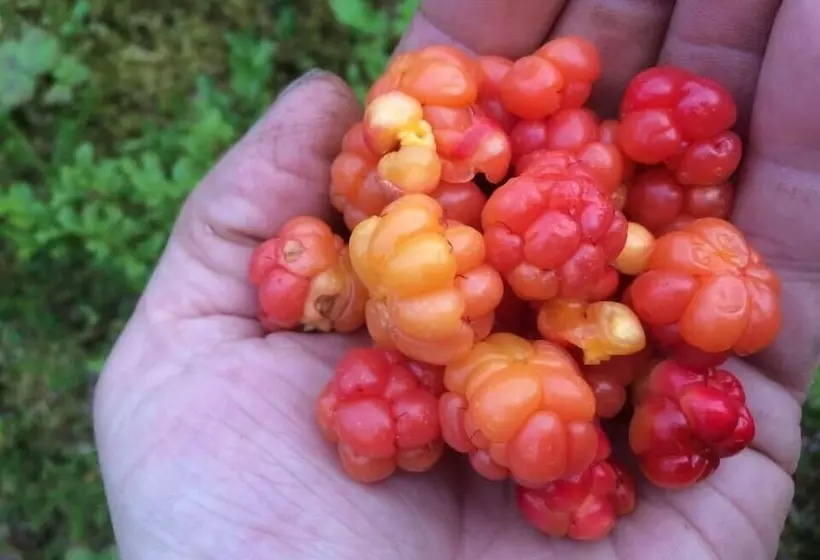 Lomakeskus Sjøstrand Rorbuer V Børge Iversen As