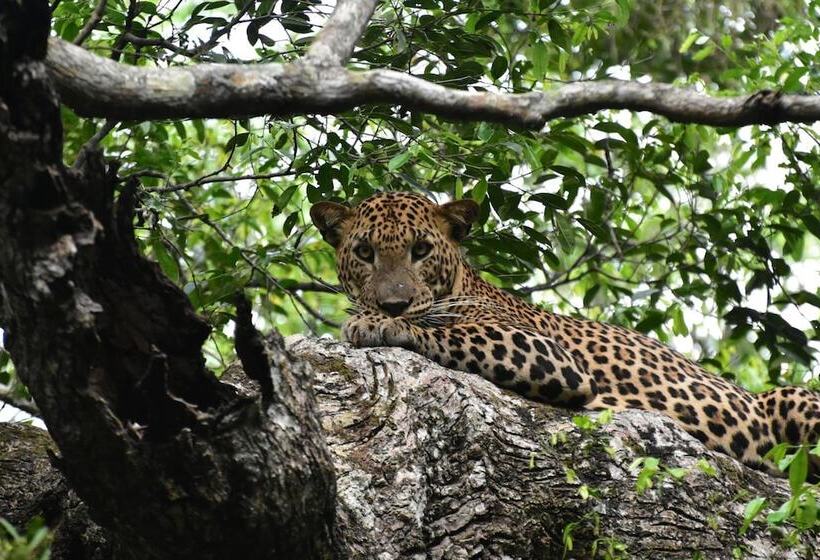 호텔 Thamaravila Wilpattu Luxury Tented Villa