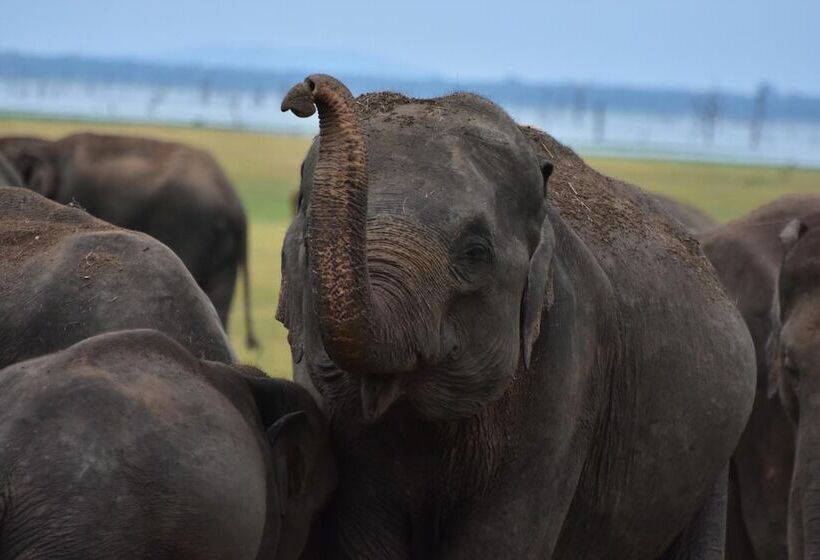 호텔 Thamaravila Wilpattu Luxury Tented Villa