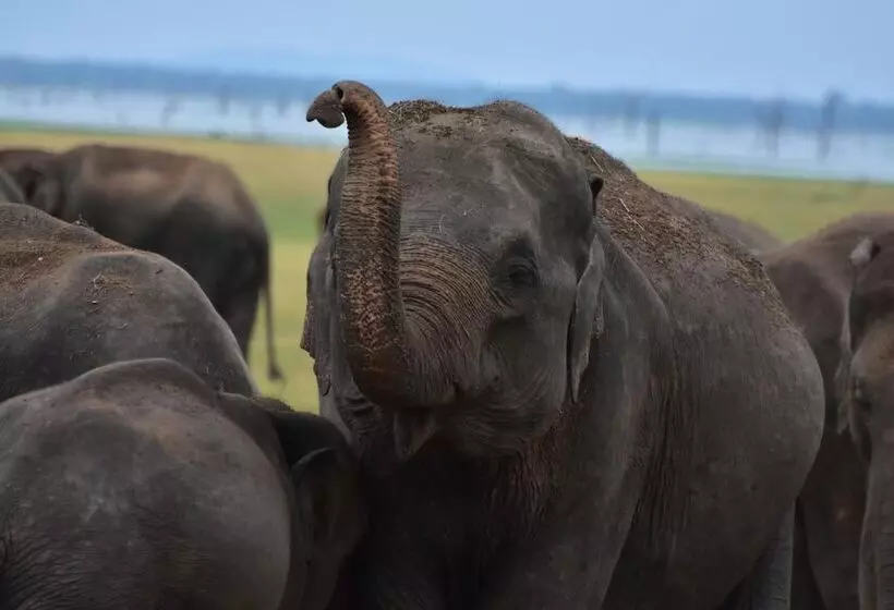 Hotelli Thamaravila Wilpattu Luxury Tented Villa