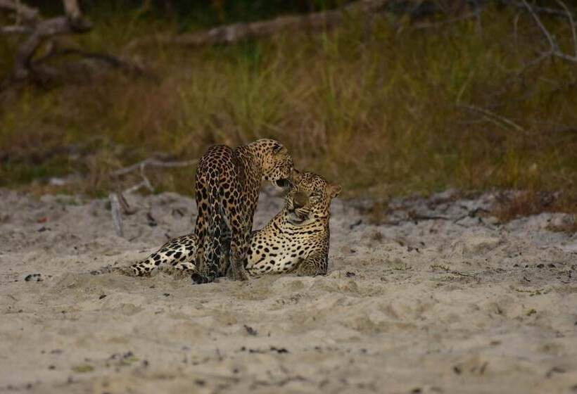 호텔 Thamaravila Wilpattu Luxury Tented Villa