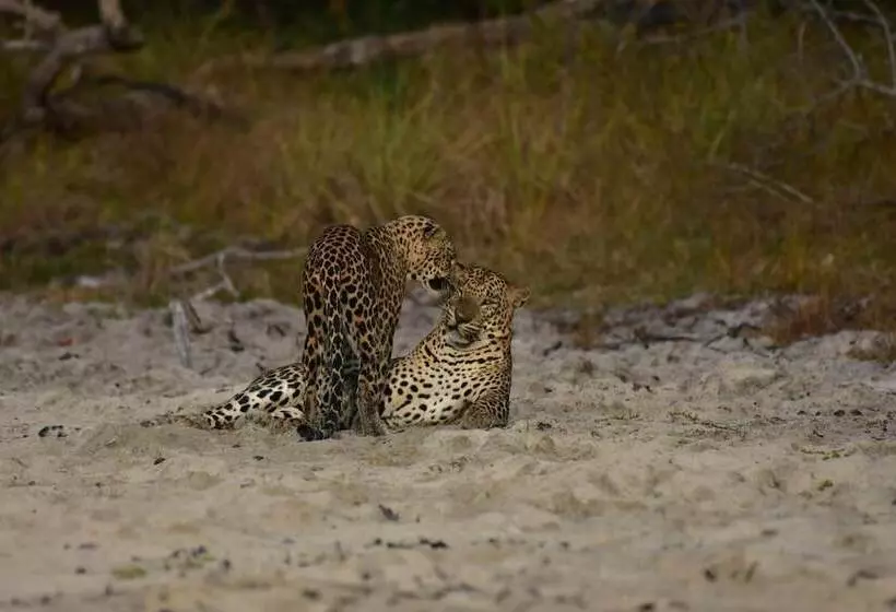 Hotelli Thamaravila Wilpattu Luxury Tented Villa