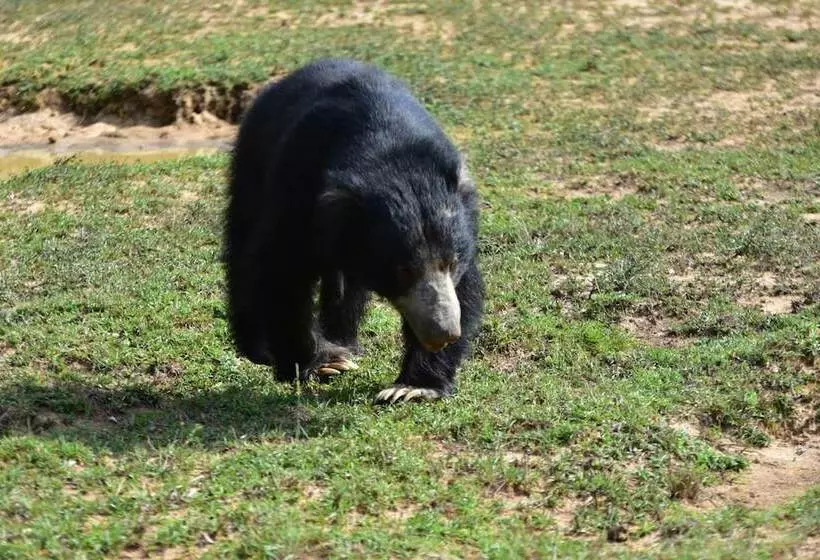 Hotelli Thamaravila Wilpattu Luxury Tented Villa