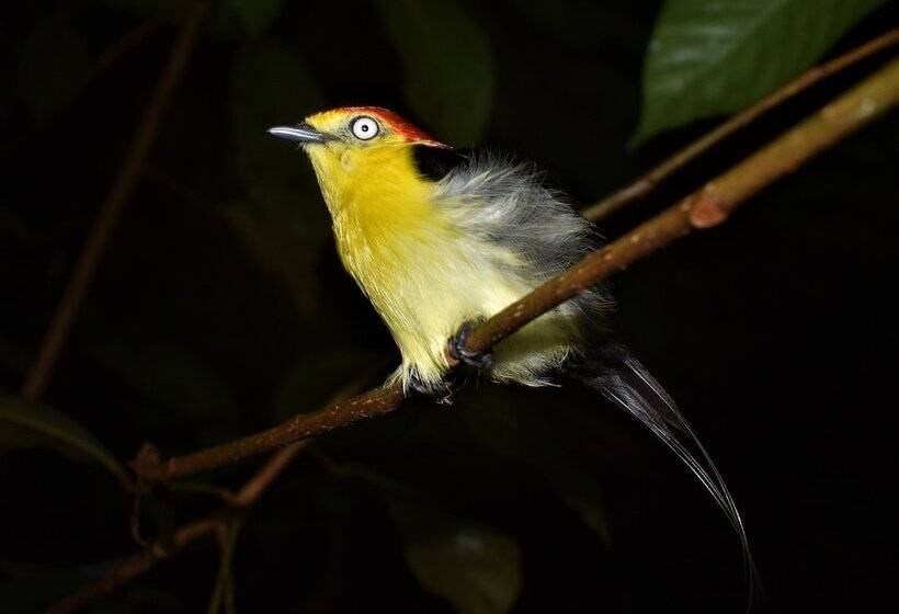 هتل Amazon Lodge Adventures