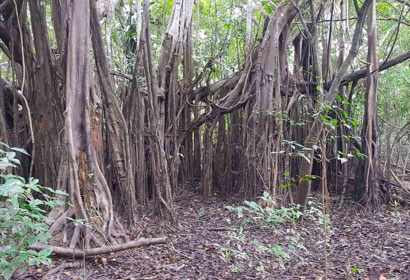 هتل Amazon Lodge Adventures