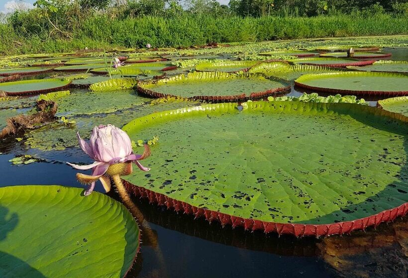 هتل Amazon Lodge Adventures