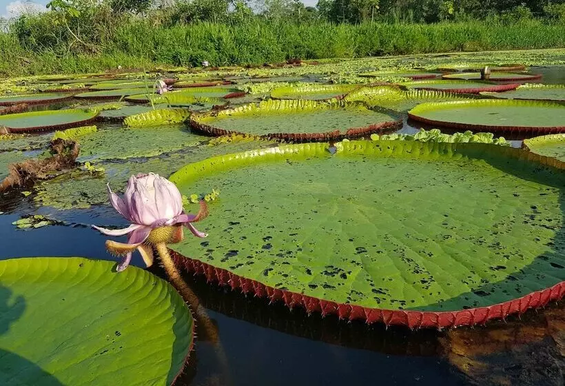 هتل Amazon Lodge Adventures