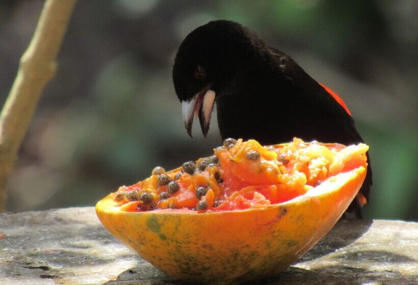 Пансион La Dulcinea B&b