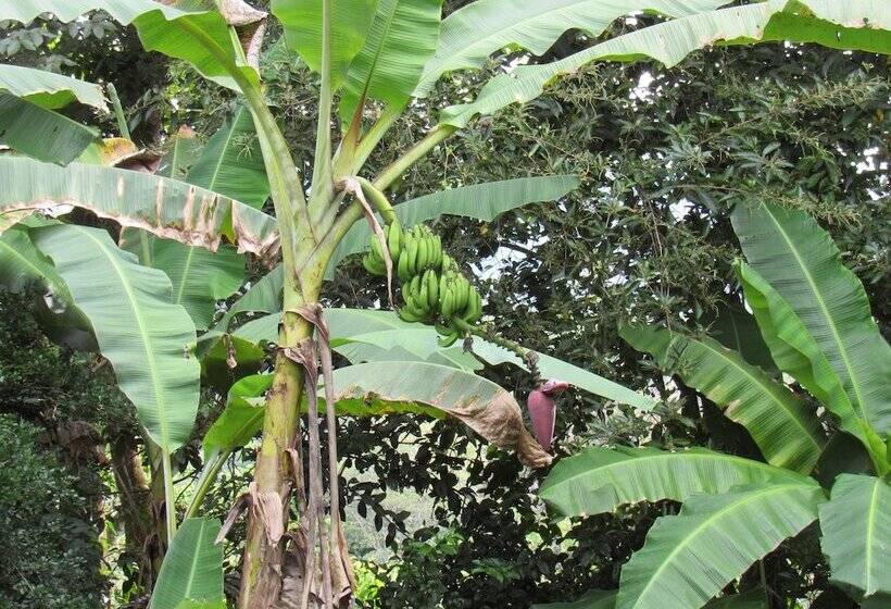 Пансион La Dulcinea B&b