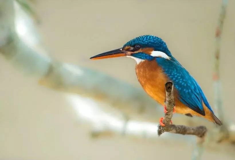 호텔 Big Game Wilpattu By Eco Team