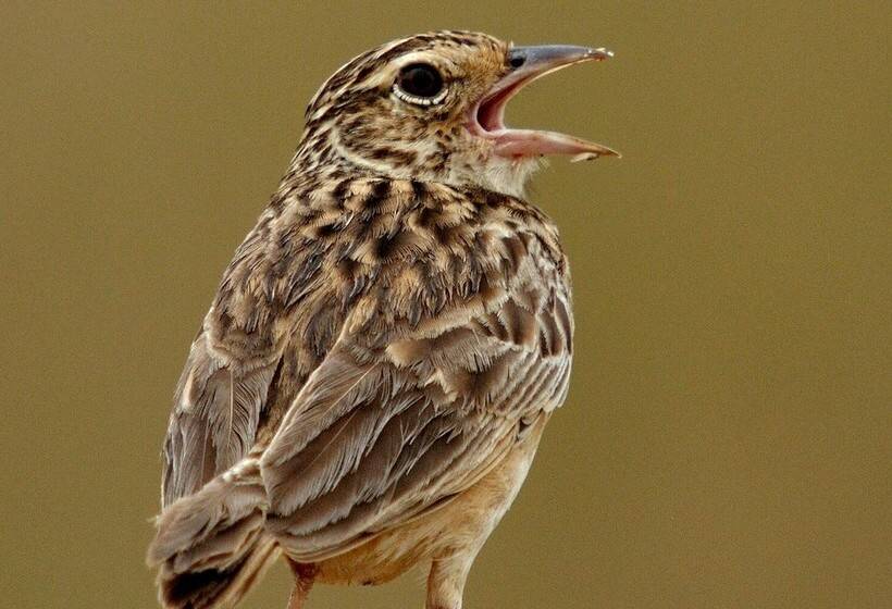 ホテル Big Game Wilpattu By Eco Team