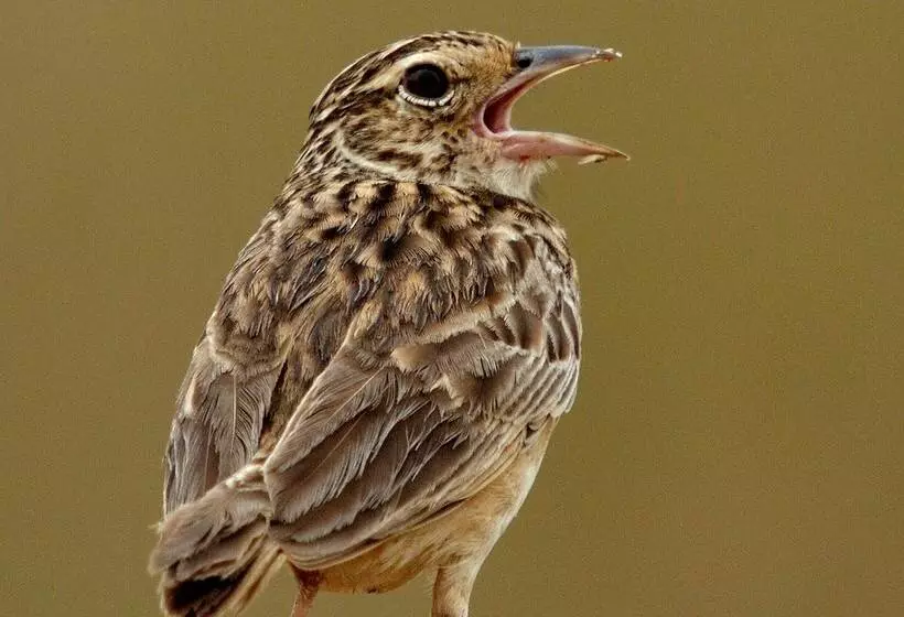 호텔 Big Game Wilpattu By Eco Team