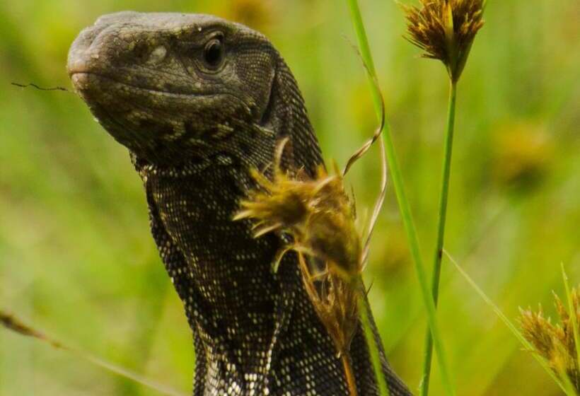 ホテル Big Game Wilpattu By Eco Team