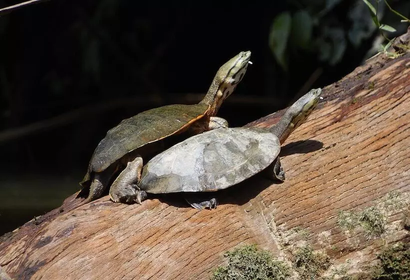 ホテル Apu Napo Ecolodge