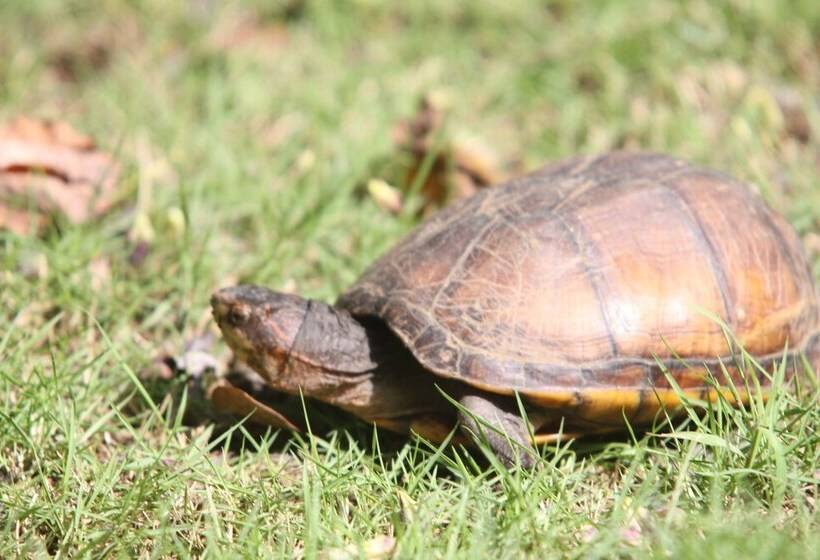 هتل San Simian Lodge