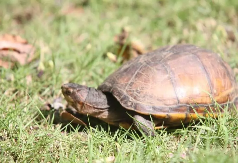 هتل San Simian Lodge