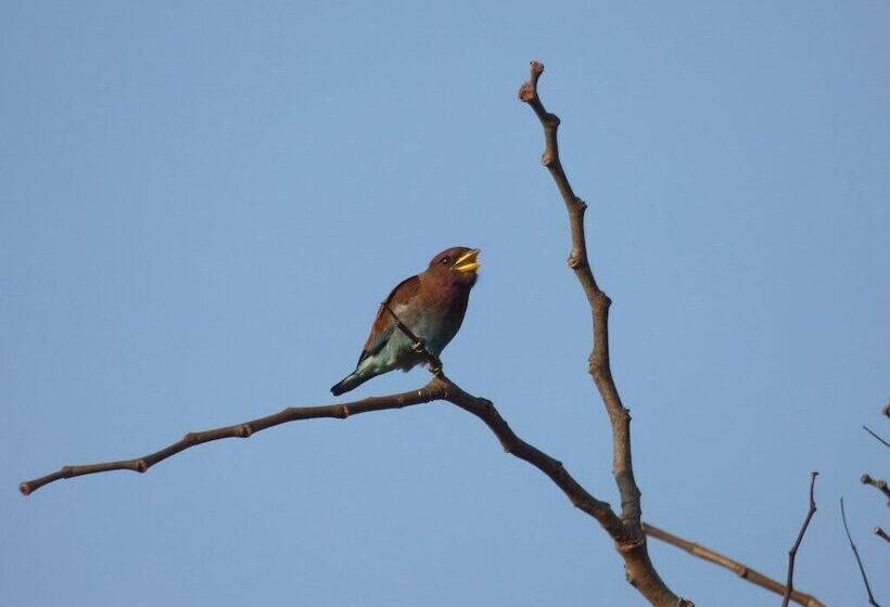 Szálloda Suleima Lodge