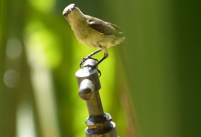Szálloda Suleima Lodge