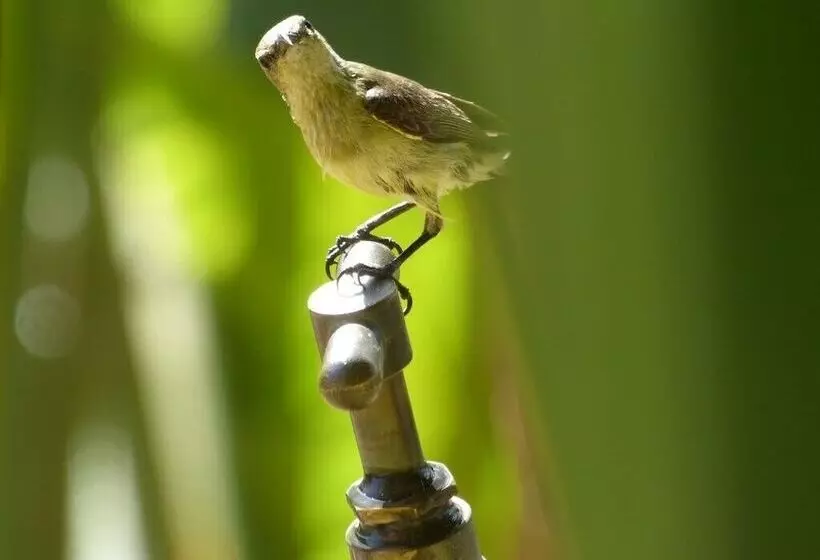 هتل Suleima Lodge