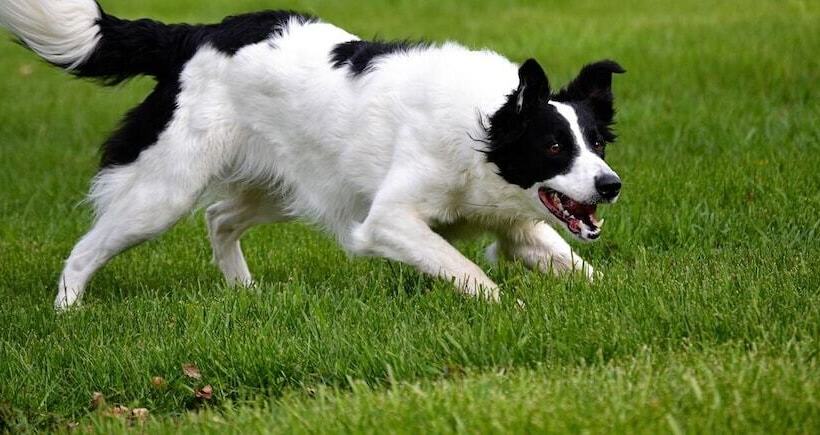 Mountain Ranch Cabin Stunning