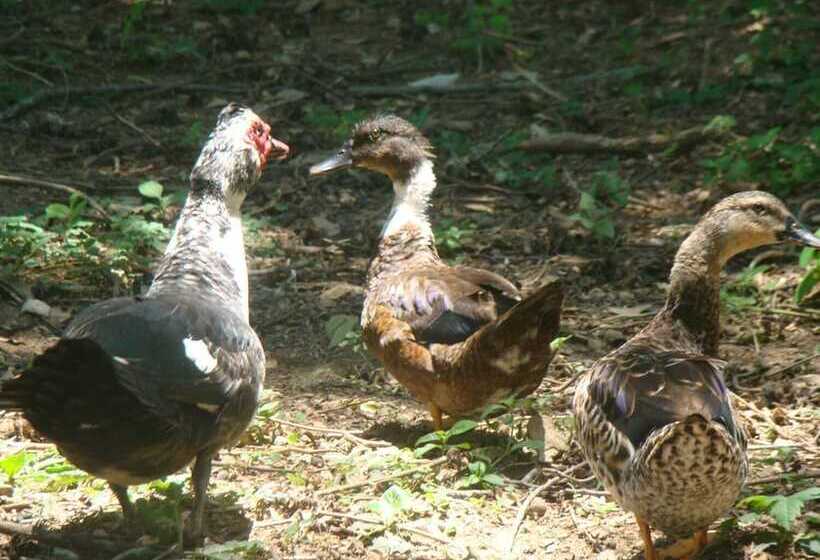 پانسیون Rancho Seibert