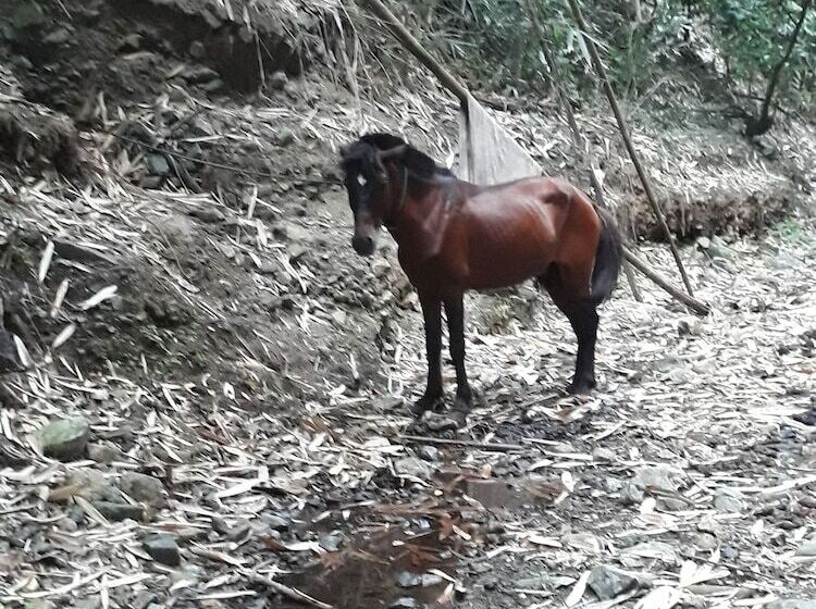 ホテル Singalong Nature Camphill Site