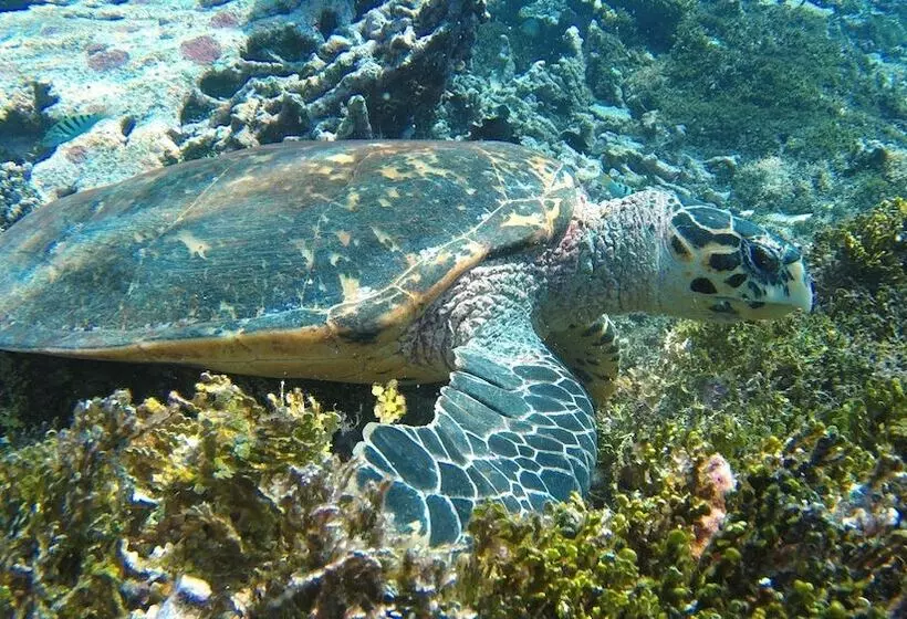 پانسیون Sea Star Diving