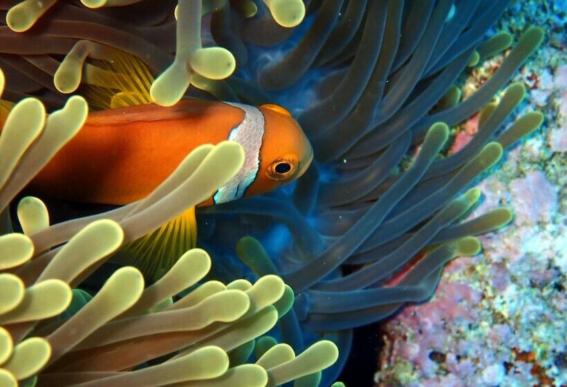 پانسیون Sea Star Diving