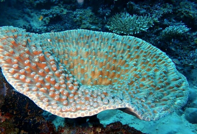 پانسیون Sea Star Diving