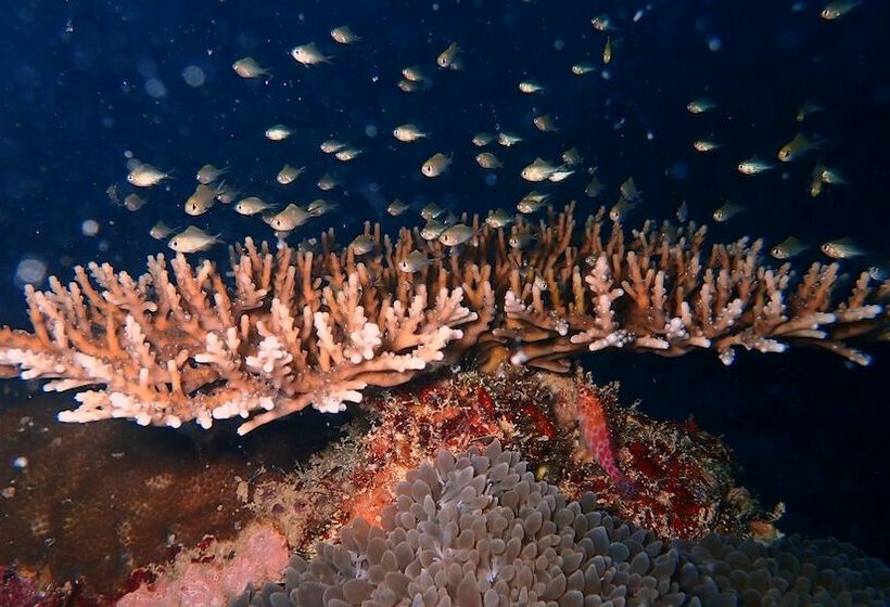 پانسیون Sea Star Diving