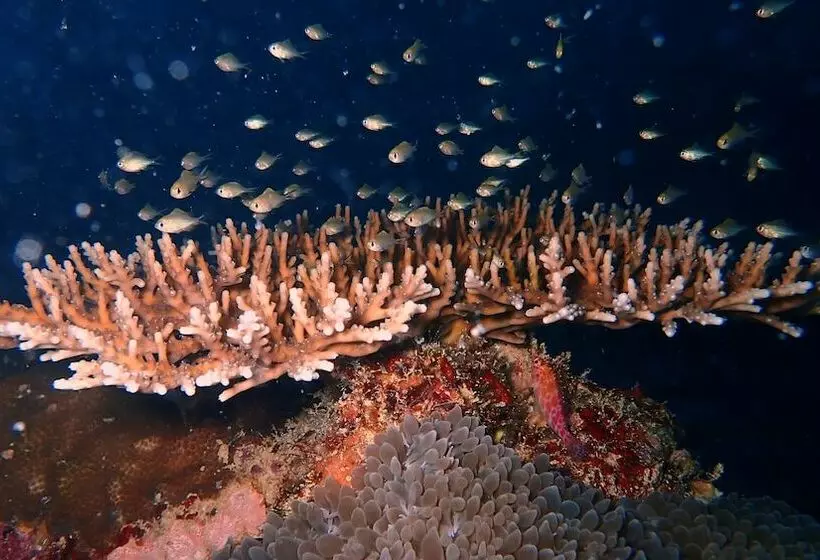 پانسیون Sea Star Diving