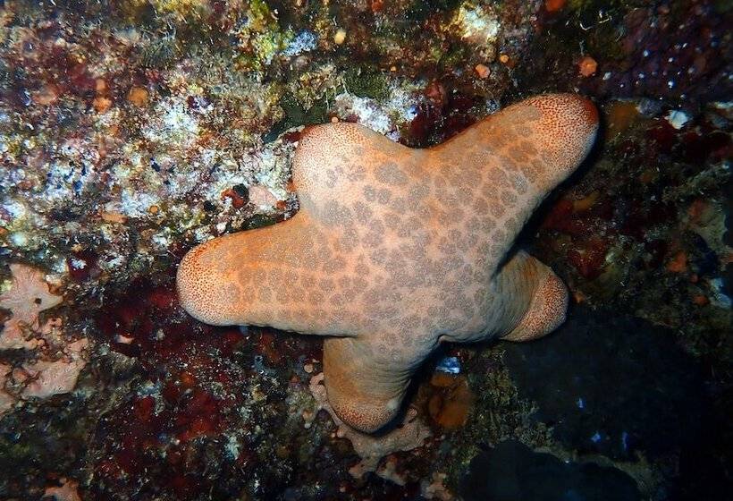 پانسیون Sea Star Diving