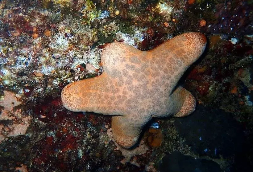 پانسیون Sea Star Diving