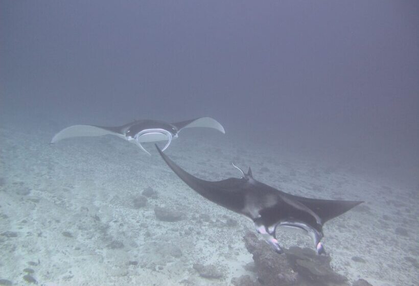 پانسیون Sea Star Diving