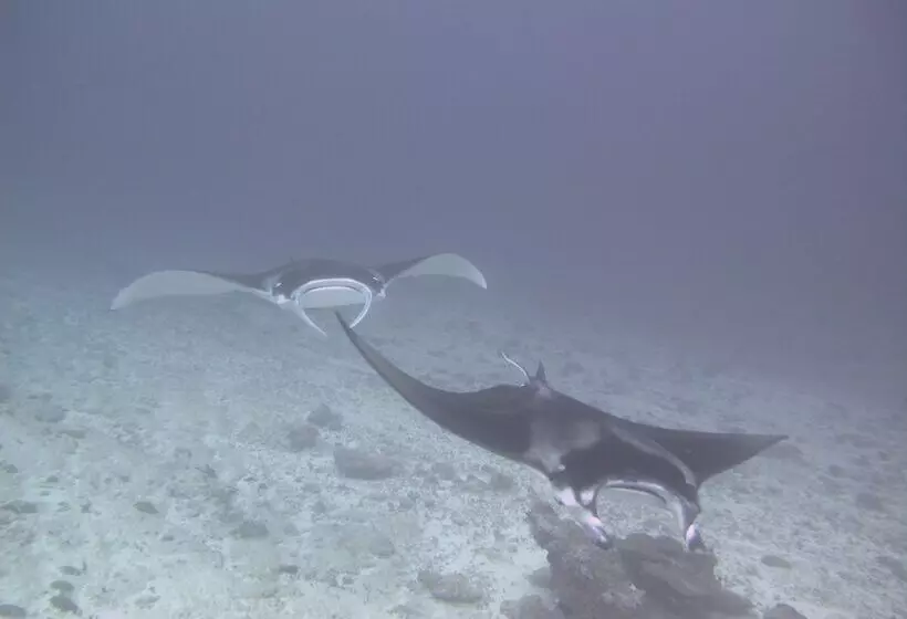 پانسیون Sea Star Diving