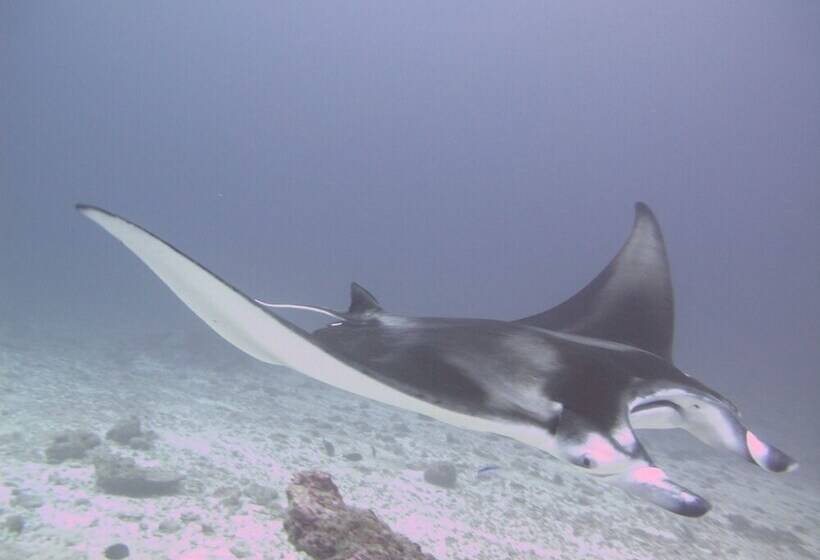 پانسیون Sea Star Diving