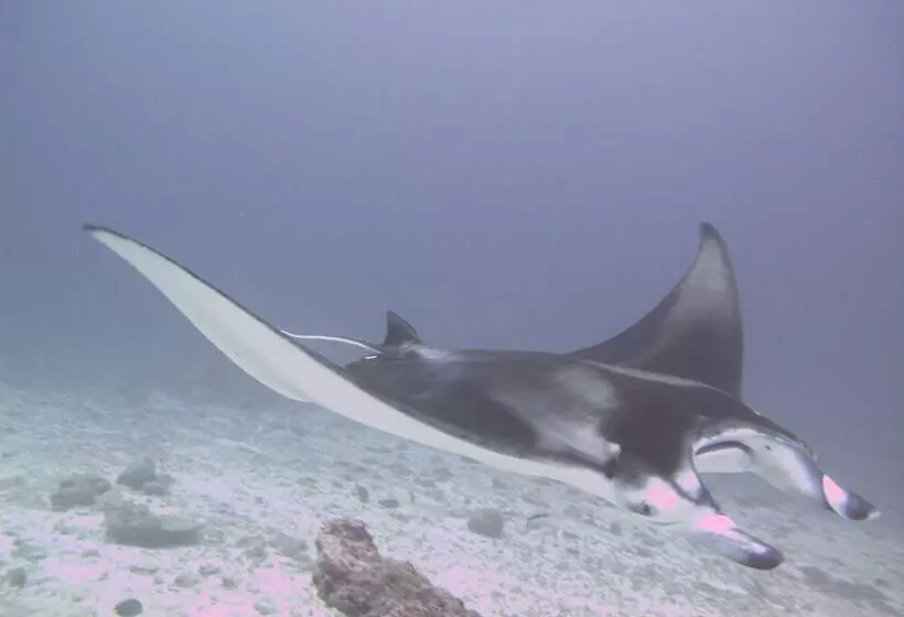 پانسیون Sea Star Diving