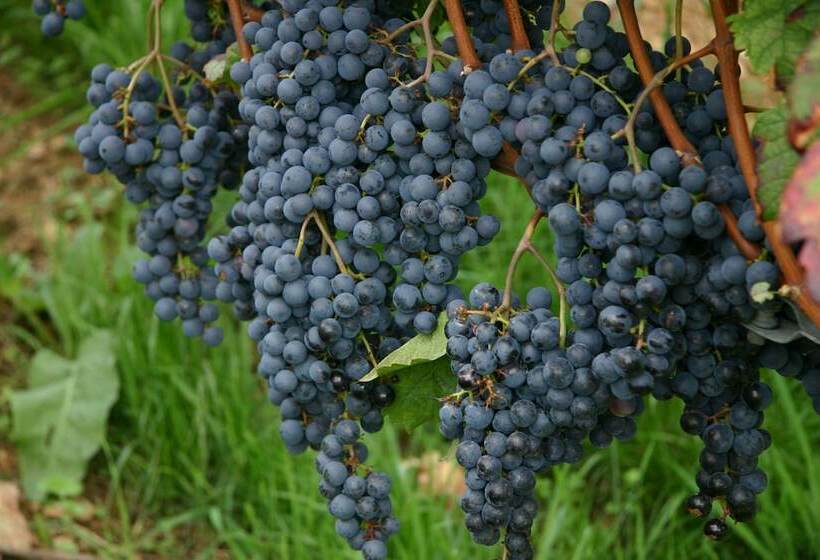 فندق Landpension Haus Ruth